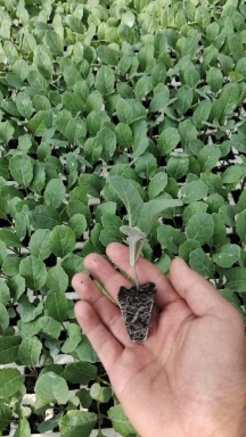 金刚花菜苗