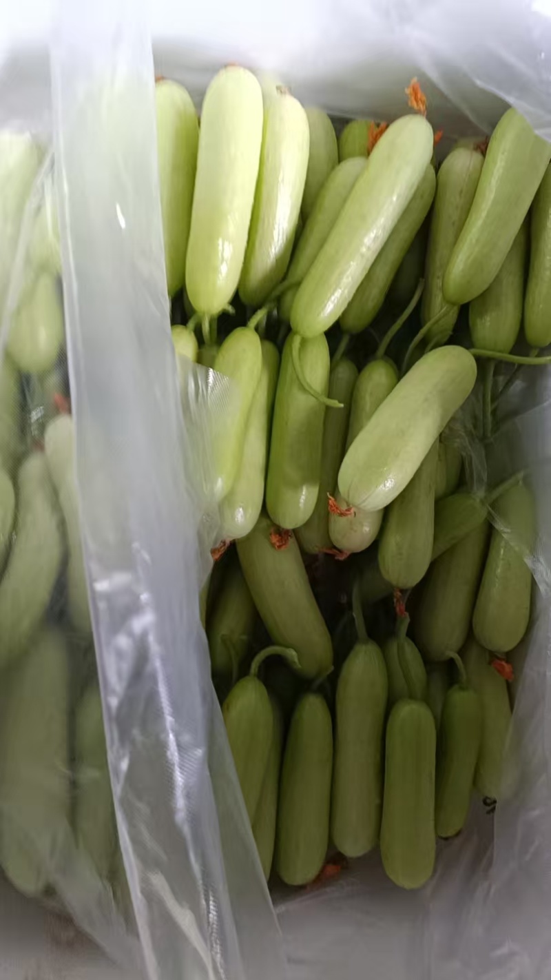 奶油小黄瓜市场批发超市**