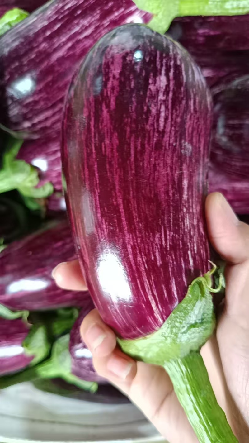 花茄子市场批发超市商超**