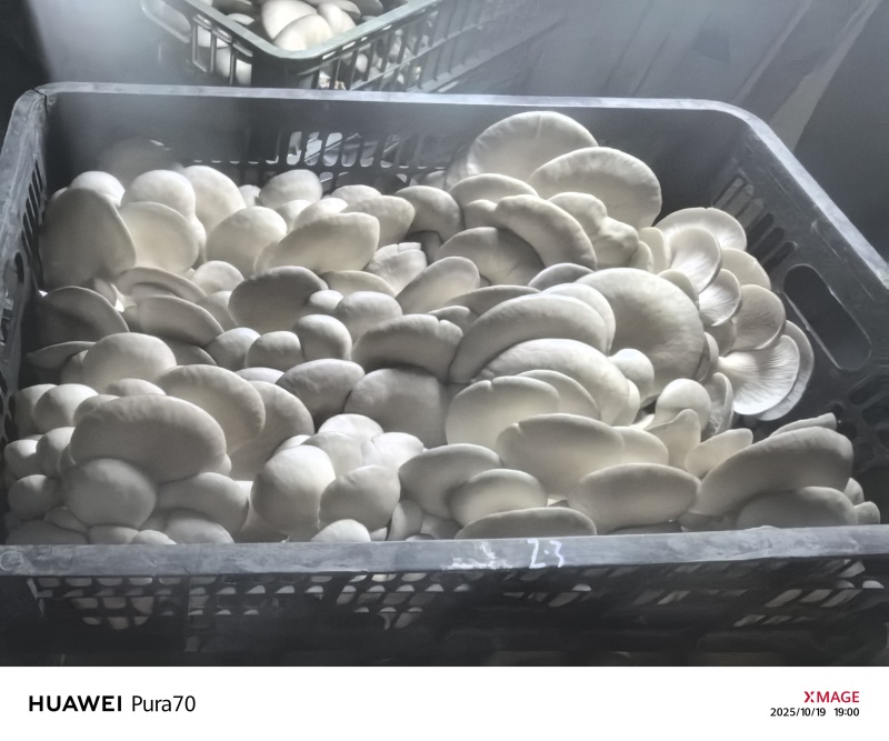 精品平菇
