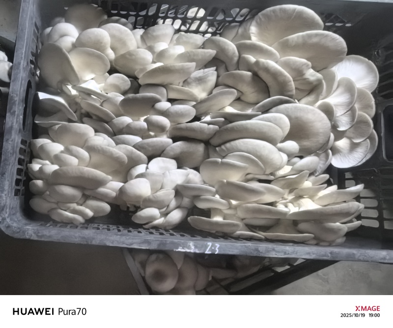 精品平菇