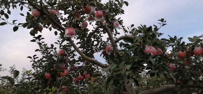 山西运城的红富士苹果成熟了！需要的客商可以联系我了！