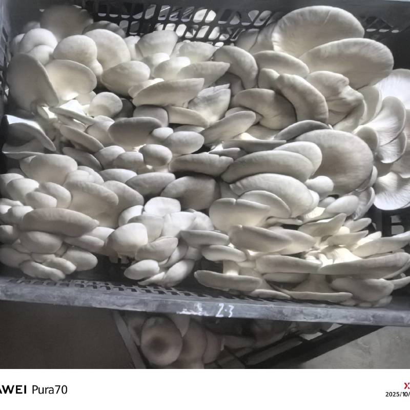 精品平菇