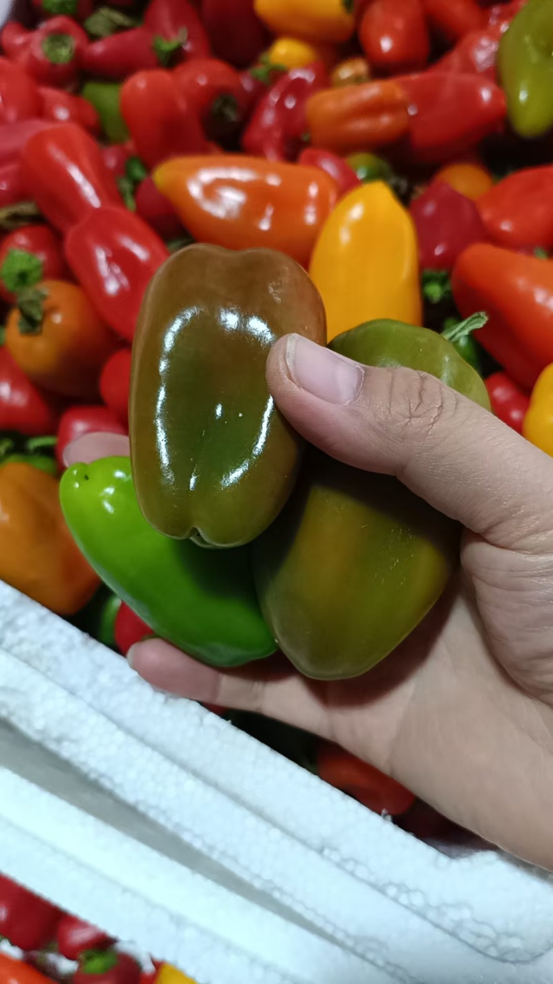 四色水果椒甜椒产地货源直发