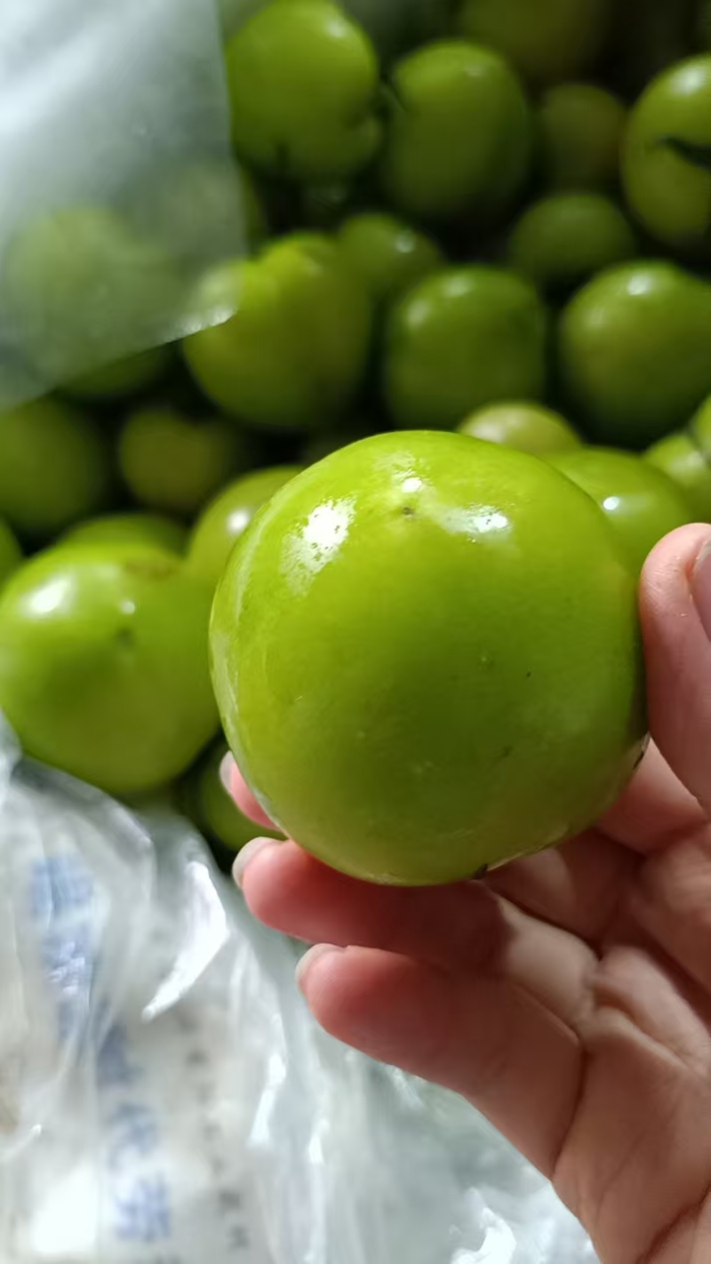 绿宝石番茄市场批发精品货市场货