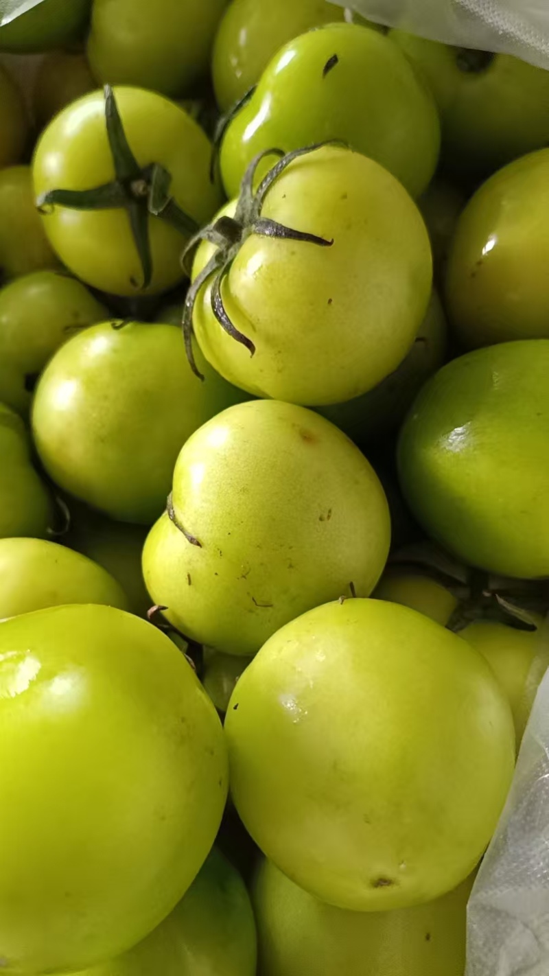 绿宝石番茄市场批发精品货市场货