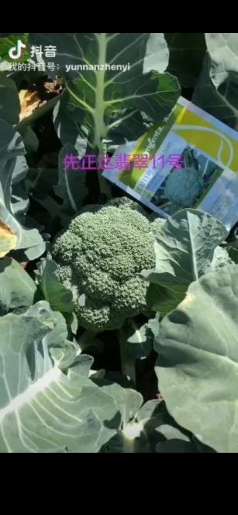 美青青花苗，要的多的加微信打电话私聊价格可以少
