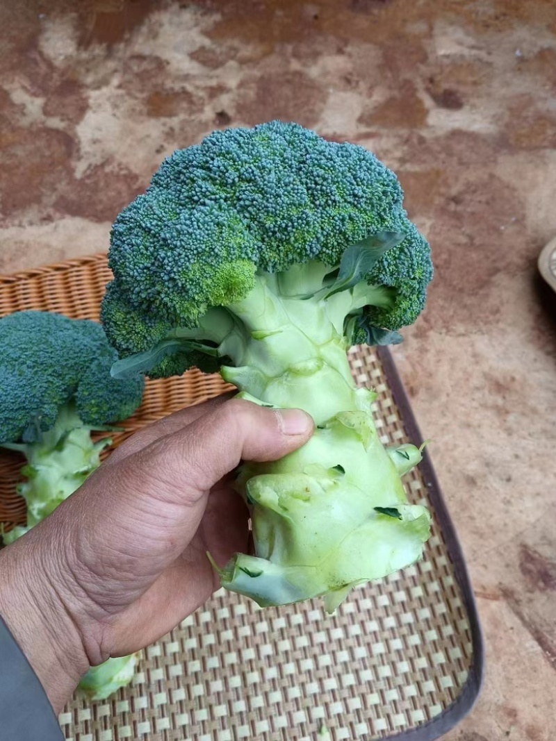 美青青花苗，要的多的加微信打电话私聊价格可以少