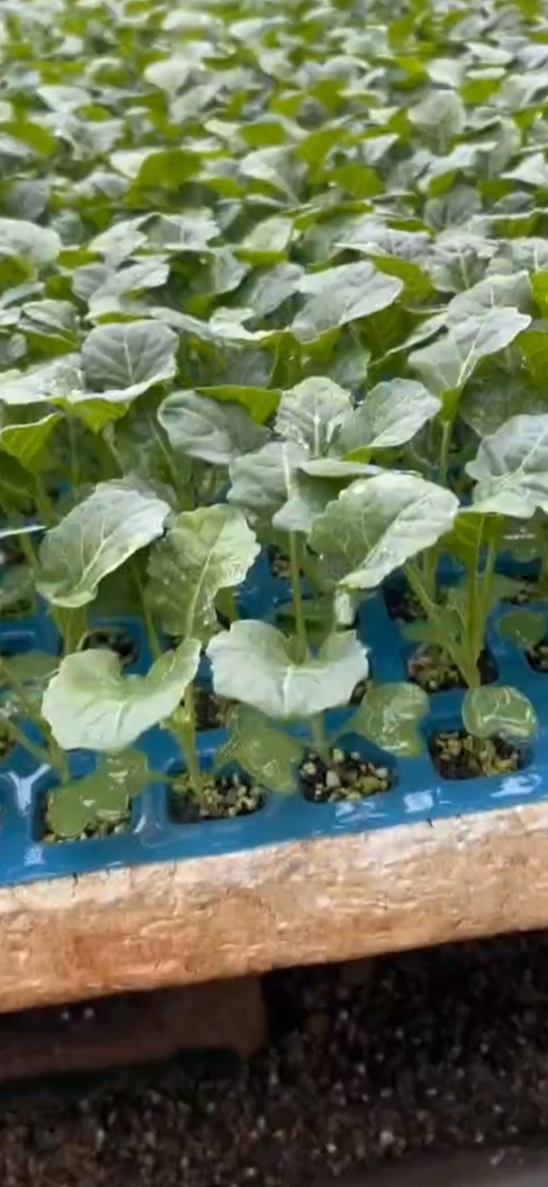 美青青花苗，要的多的加微信打电话私聊价格可以少