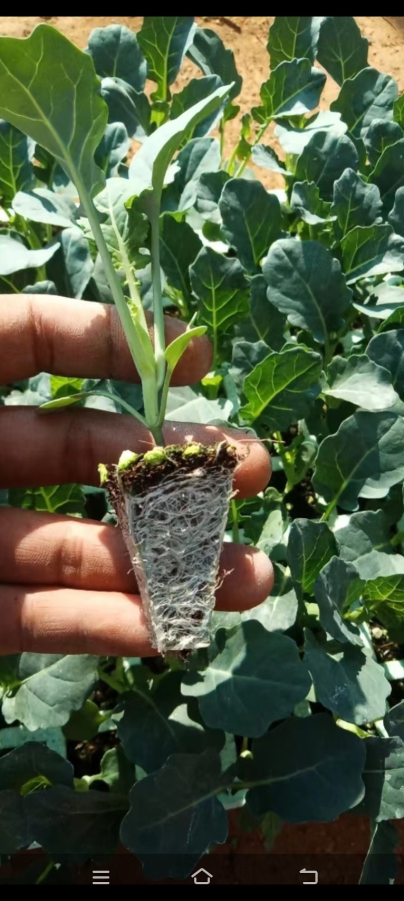 美青青花苗，要的多的加微信打电话私聊价格可以少