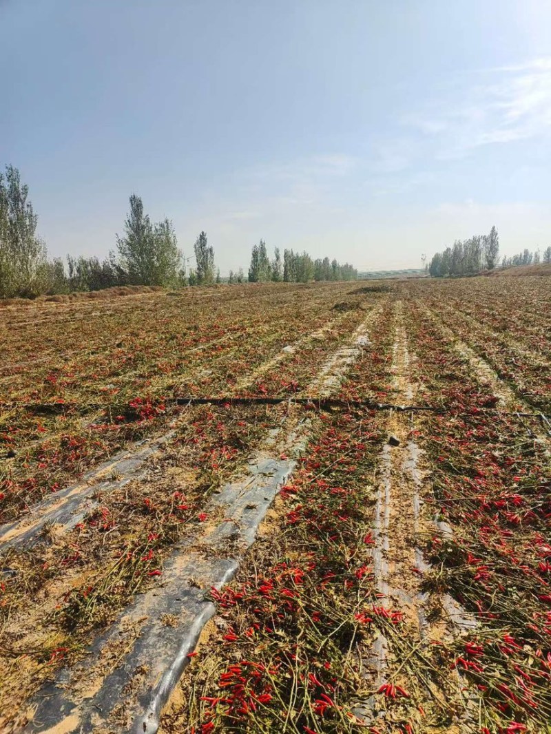 宁夏200亩高辣小米椒诚寻加工厂对接可做辣椒酱泡椒等