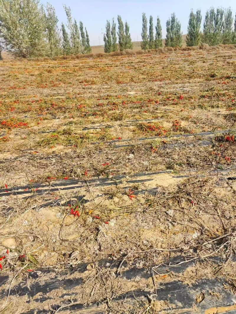 宁夏200亩高辣小米椒诚寻加工厂对接可做辣椒酱泡椒等