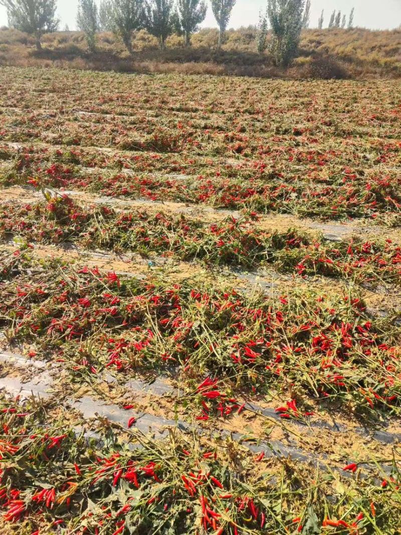 宁夏200亩高辣小米椒诚寻加工厂对接可做辣椒酱泡椒等