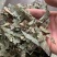 淫羊藿东北淫羊藿仙灵脾中药材批发一手货源