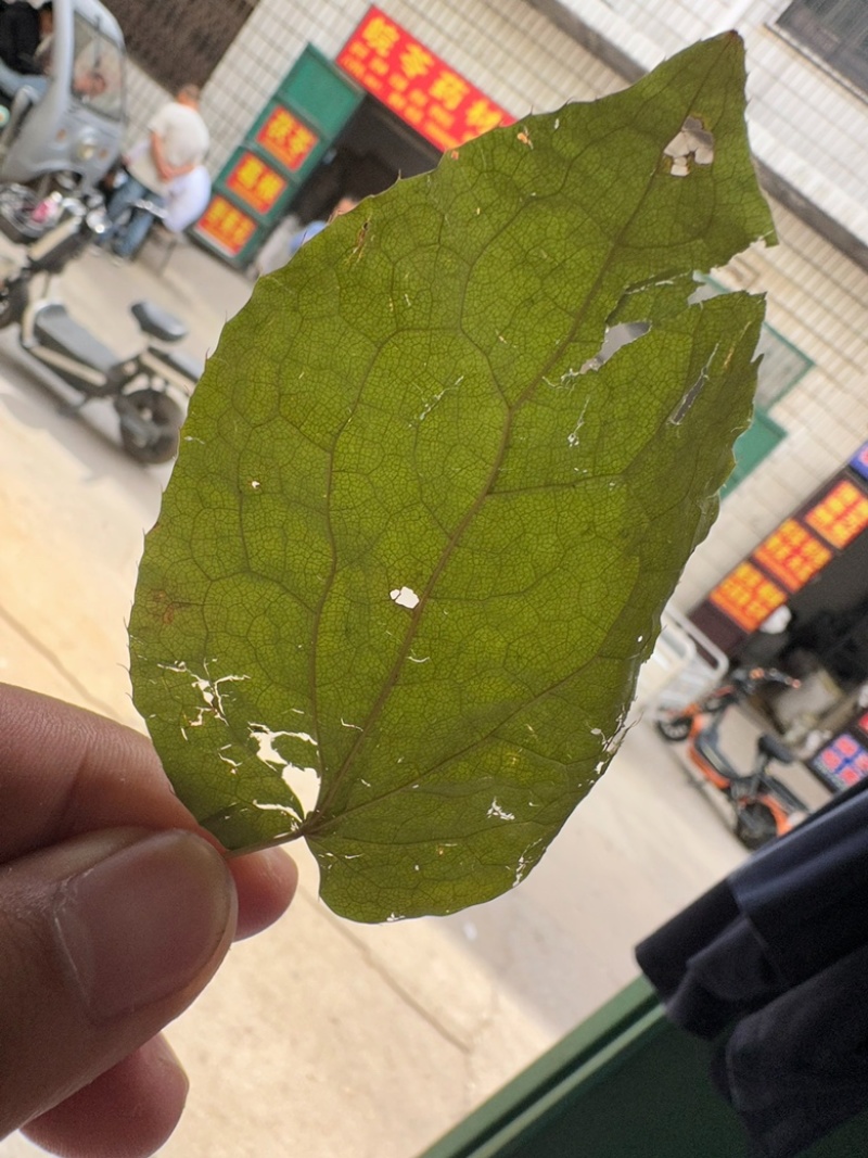 淫羊藿东北淫羊藿仙灵脾中药材批发一手货源