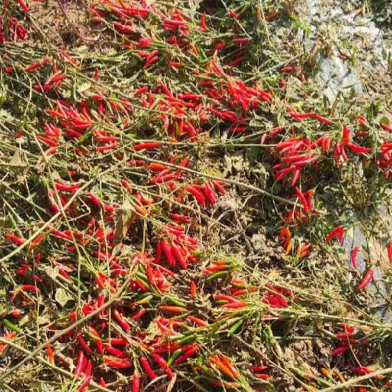宁夏200亩高辣小米椒诚寻加工厂对接可做辣椒酱泡椒等