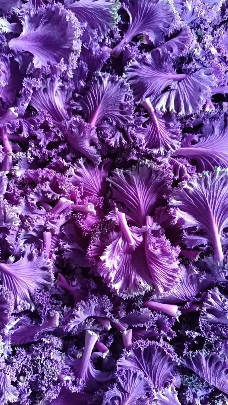 紫色羽衣甘蓝精品市场批发零售