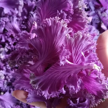 紫色羽衣甘蓝精品市场批发零售