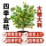 四季金桔