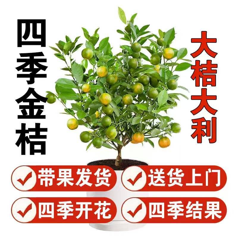 四季金桔
