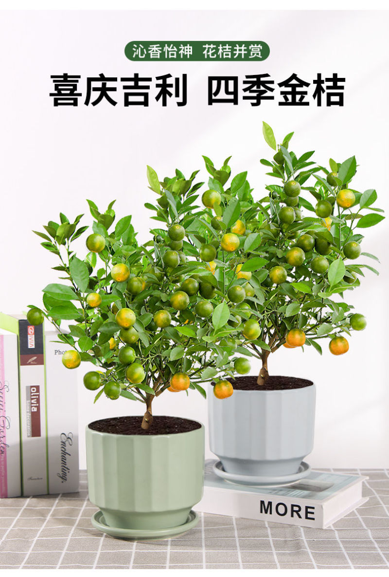 四季金桔