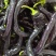 大果紫龙椒苗精品特菜苗子高产抗病苗成活率高