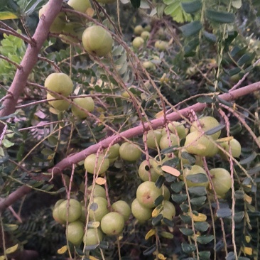 橄榄