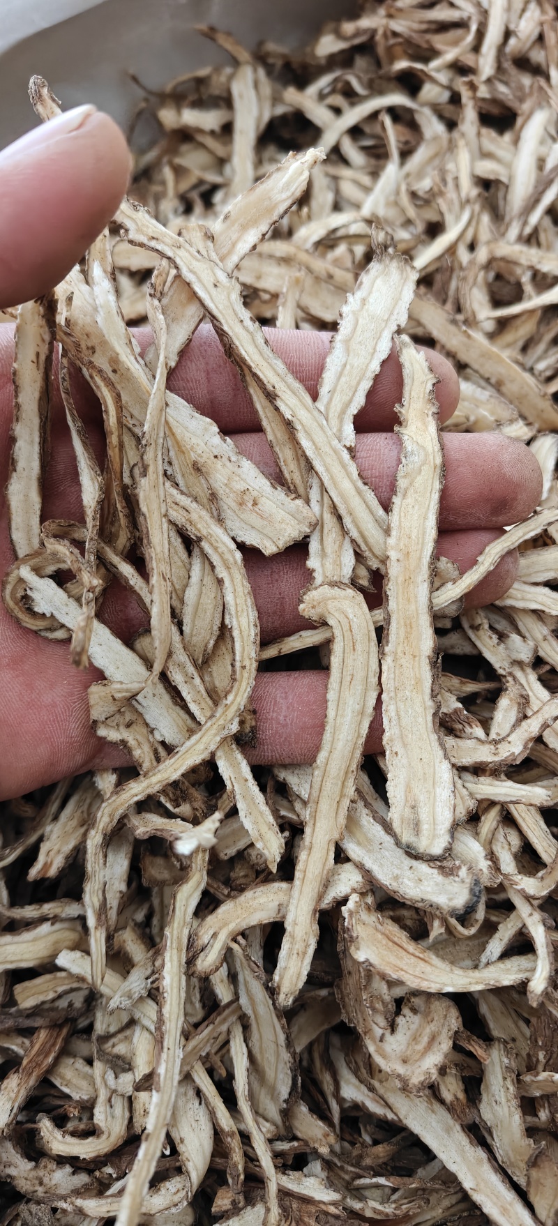 当归无硫当归节选《关书药业专注品质如图所示一手货源
