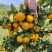 金秋沙糖桔大量上市，有需要的可以联系小唐代办