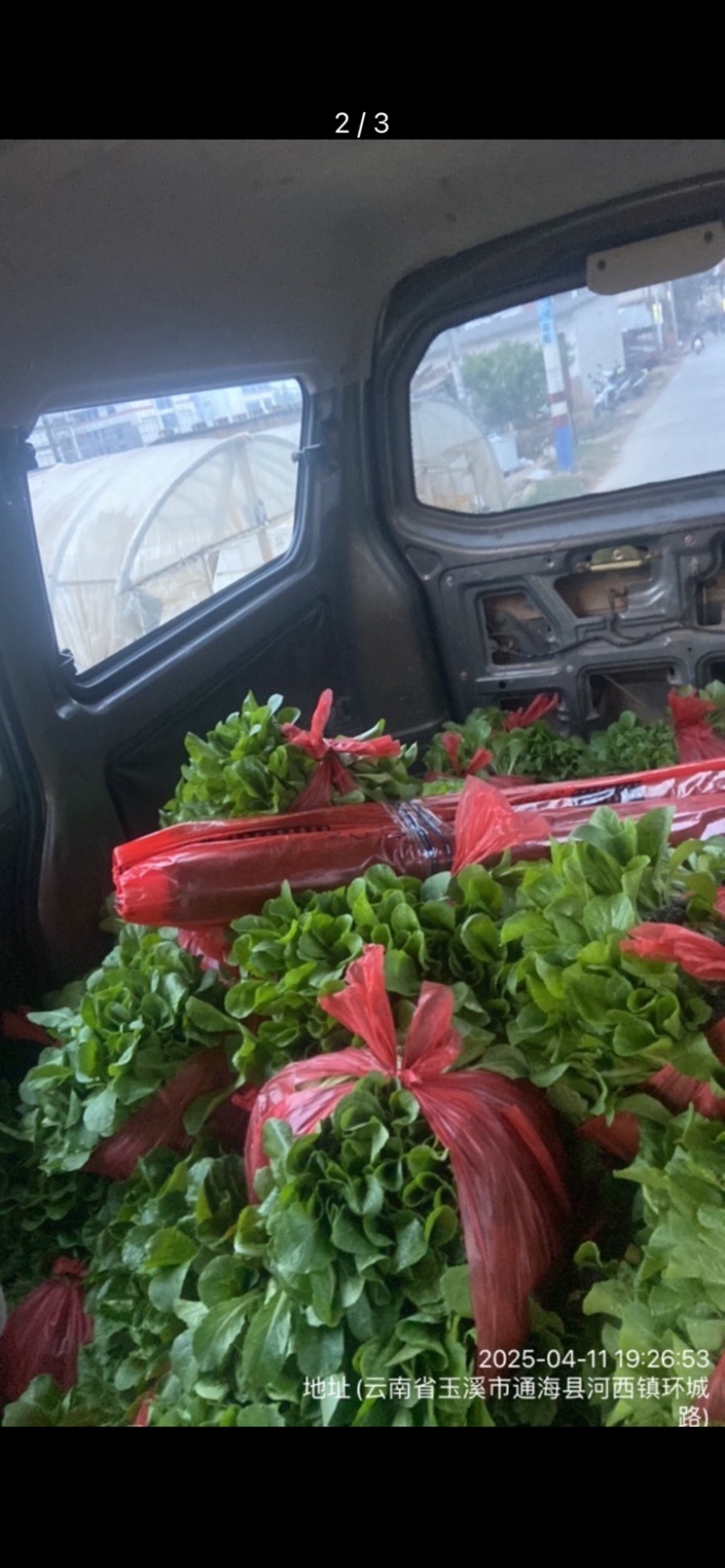 东洋50大白菜苗