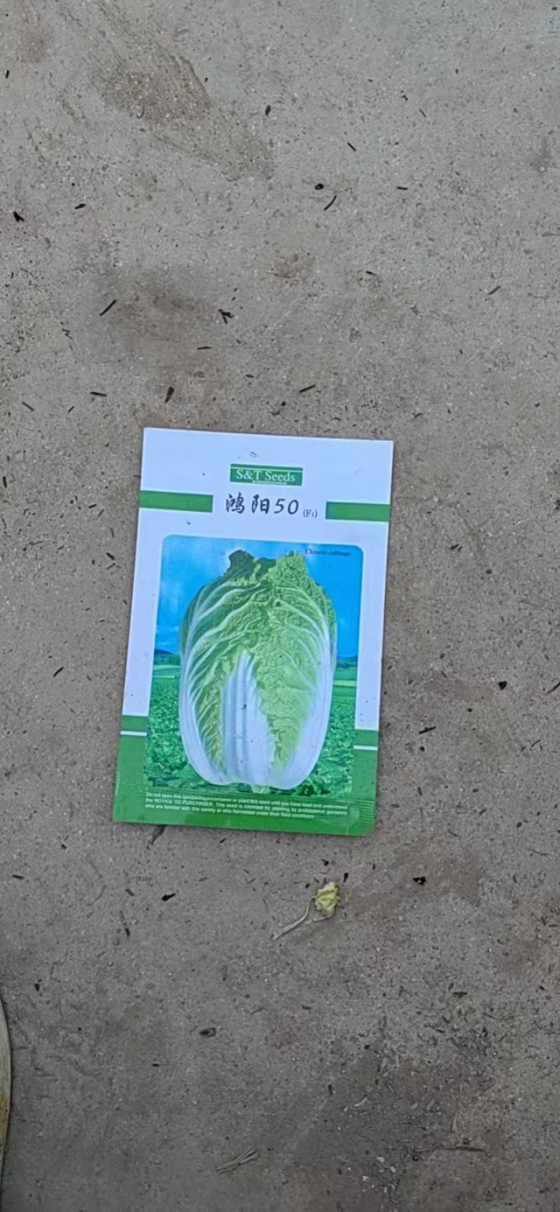 东洋50大白菜苗