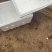 三青呙笋苗品种是四川种都公司