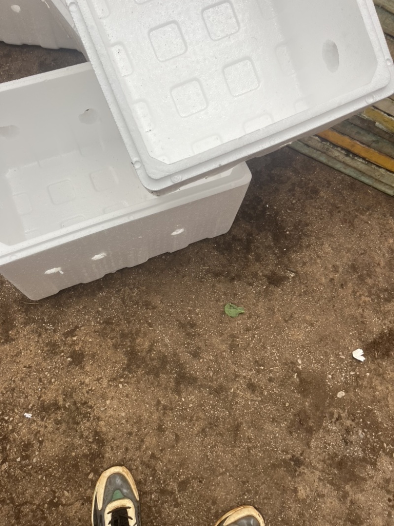 三青呙笋苗品种是四川种都公司