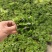 瞳草天使之泪地被盆栽庭院绿化花园植物室外四季开花草坪耐热