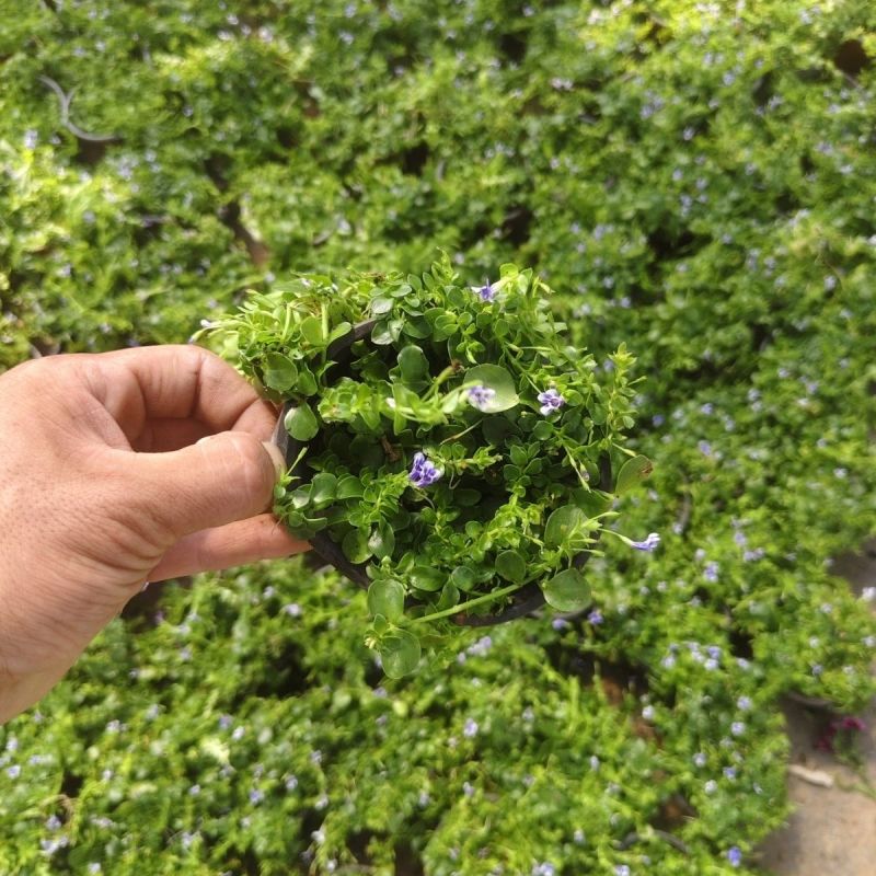 瞳草天使之泪地被盆栽庭院绿化花园植物室外四季开花草坪耐热