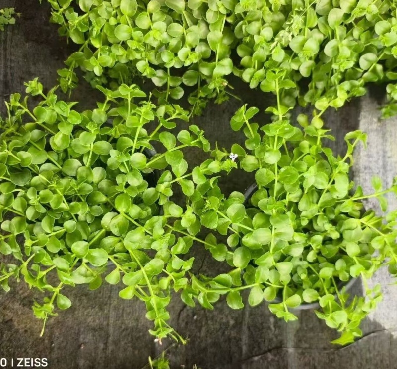 瞳草天使之泪地被盆栽庭院绿化花园植物室外四季开花草坪耐热