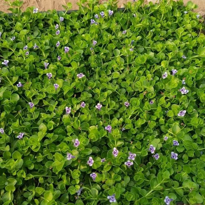 瞳草天使之泪地被盆栽庭院绿化花园植物室外四季开花草坪耐热