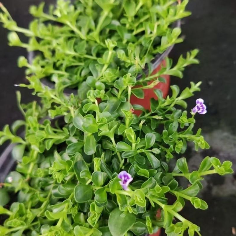 瞳草天使之泪地被盆栽庭院绿化花园植物室外四季开花草坪耐热
