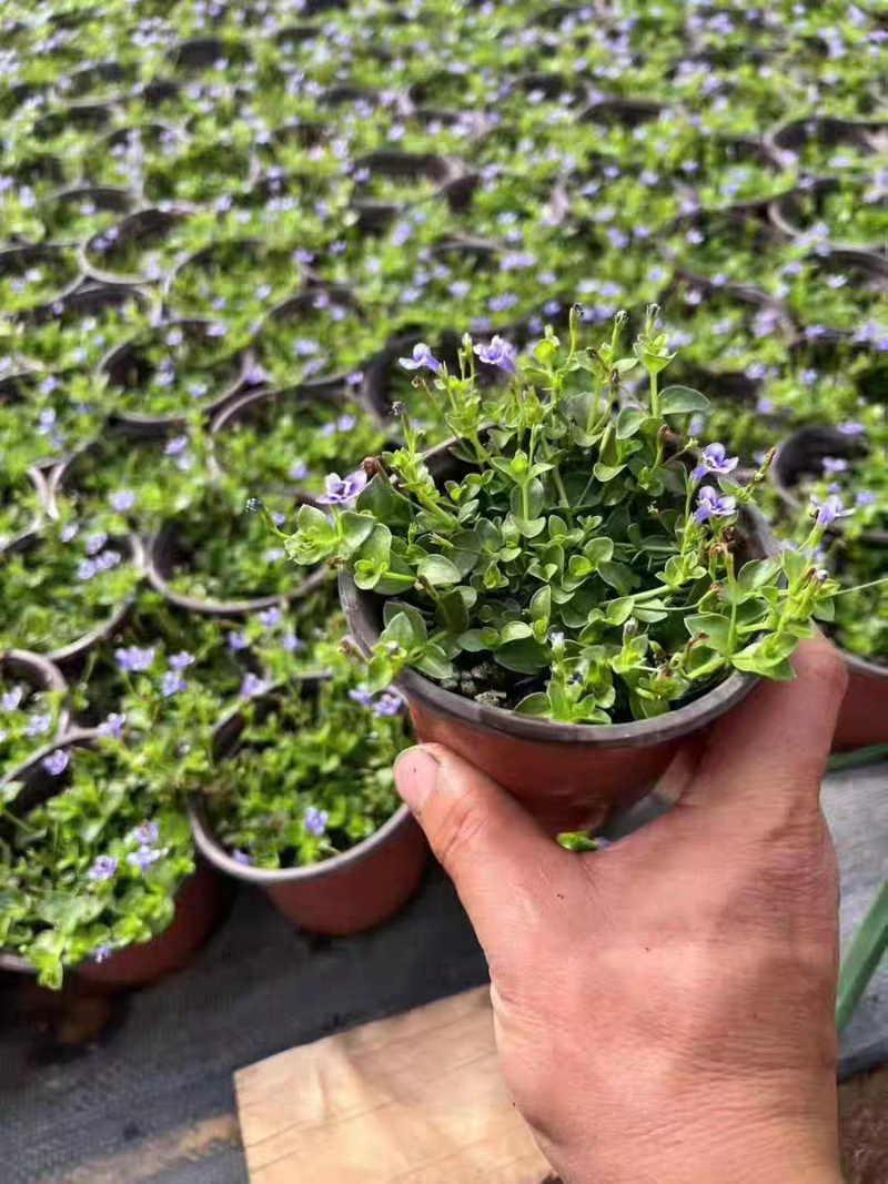 瞳草天使之泪地被盆栽庭院绿化花园植物室外四季开花草坪耐热