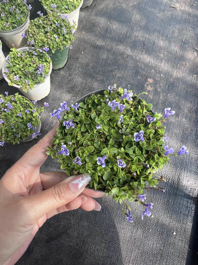 瞳草天使之泪地被盆栽庭院绿化花园植物室外四季开花草坪耐热