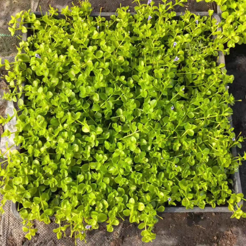 瞳草天使之泪地被盆栽庭院绿化花园植物室外四季开花草坪耐热