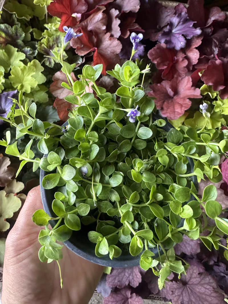 瞳草天使之泪地被盆栽庭院绿化花园植物室外四季开花草坪耐热