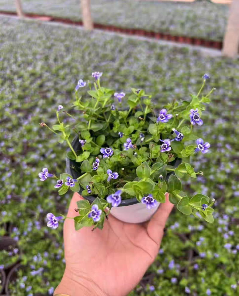瞳草天使之泪地被盆栽庭院绿化花园植物室外四季开花草坪耐热