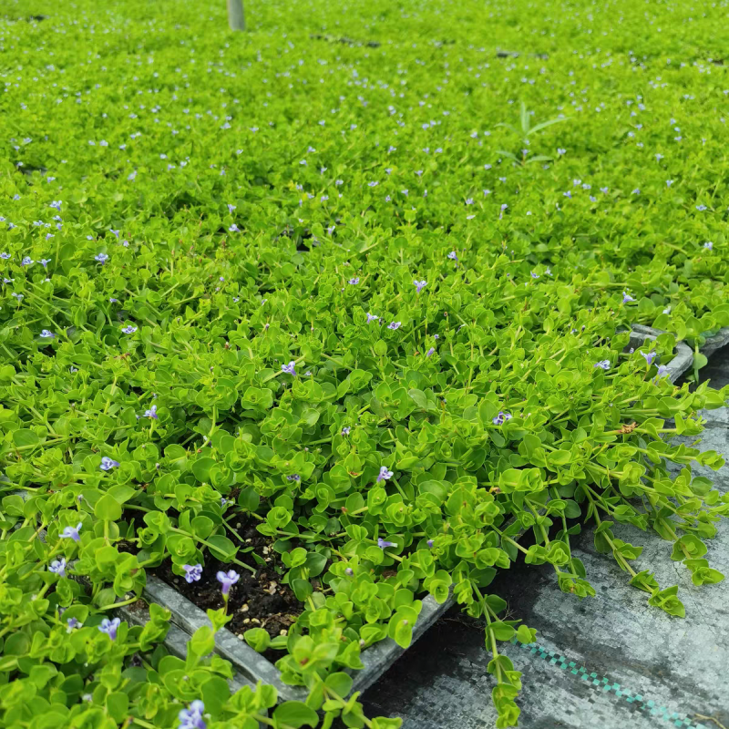 瞳草天使之泪地被盆栽庭院绿化花园植物室外四季开花草坪耐热