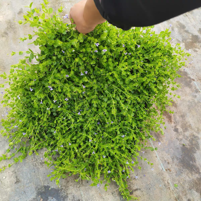 瞳草天使之泪地被盆栽庭院绿化花园植物室外四季开花草坪耐热