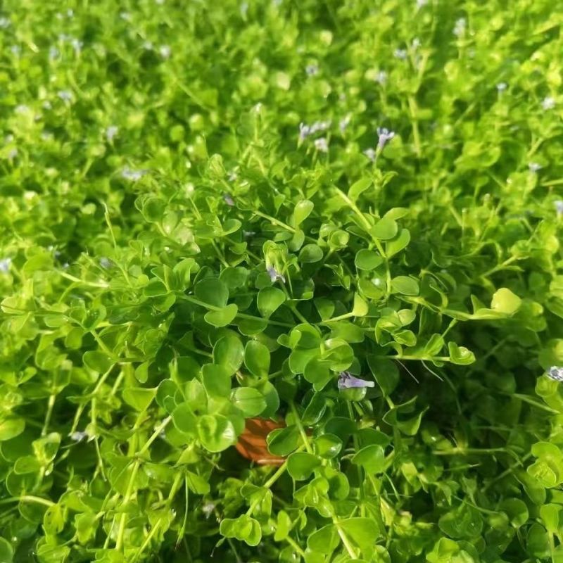 瞳草天使之泪地被盆栽庭院绿化花园植物室外四季开花草坪耐热