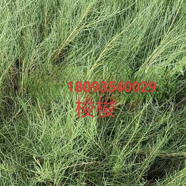 一年生梭梭苗