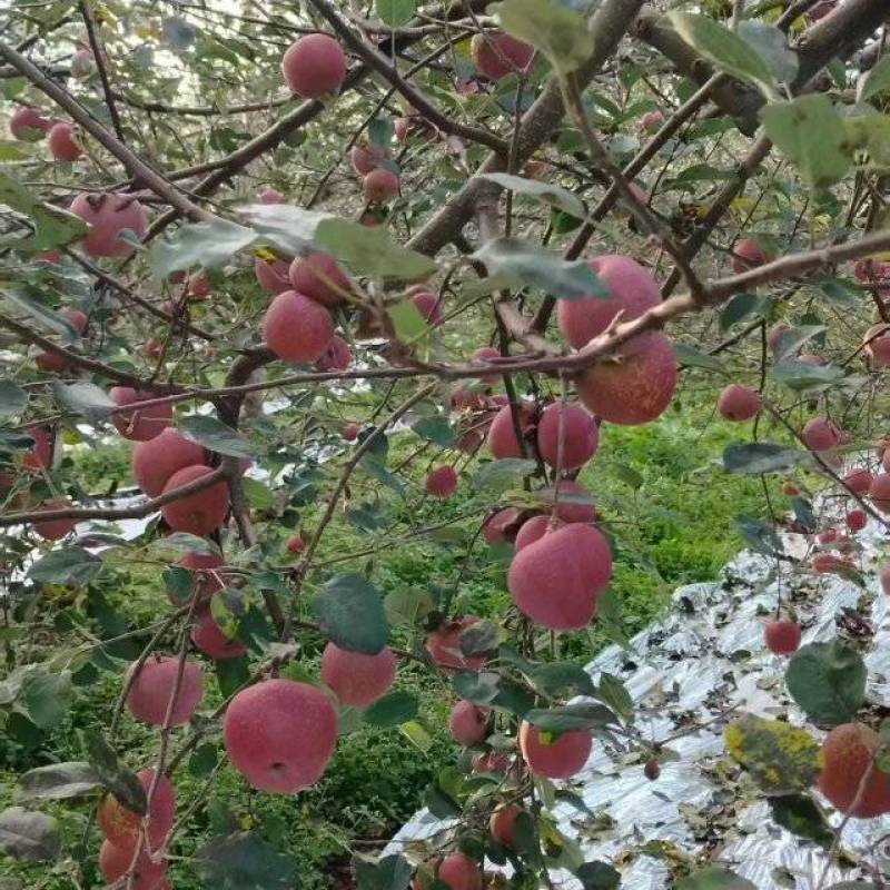 四川汉源高山糖心丑苹果/现采现发/量大价优/欢迎咨询