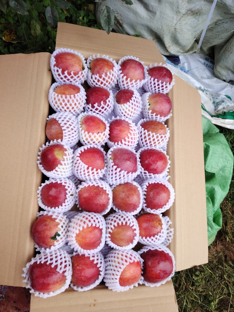 四川汉源高山糖心丑苹果/现采现发/量大价优/欢迎咨询