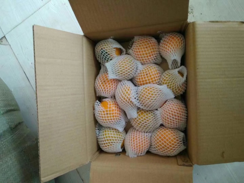 陕西渭南脆柿子